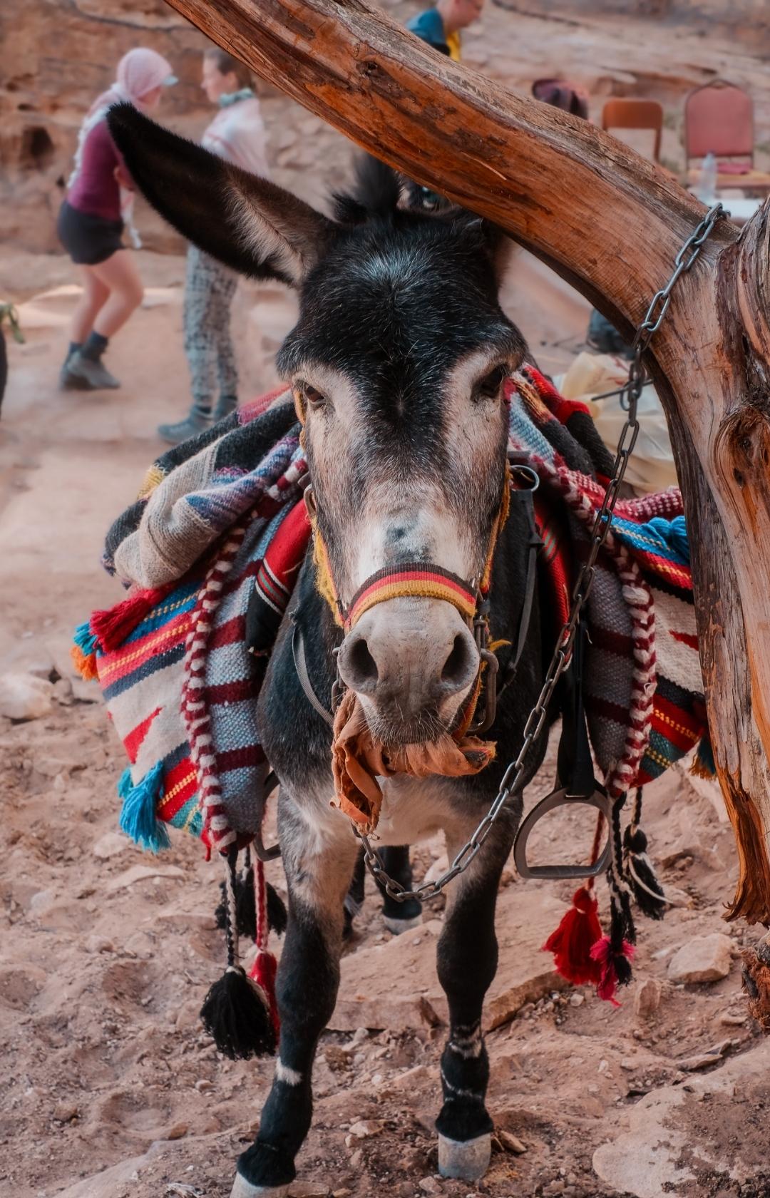 Jordan Trail wandern in Jordanien